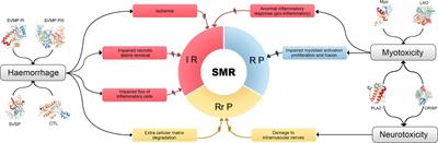 Mesenchymal Stromal Cell-Based Therapies as Promising Treatments for Muscle Regeneration After Snakebite Envenoming